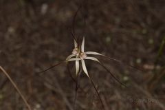 Caladenia dimidia