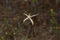Caladenia dimidia