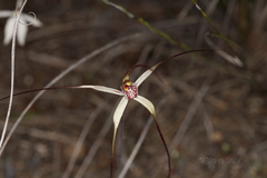 Caladenia dimidia