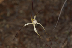 Caladenia dimidia