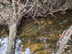 Macrochelys temminckii