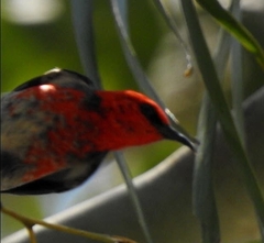 Myzomela sanguinolenta