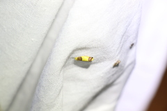 Heterallactis euchrysa