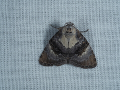 Acatapaustus leucospila