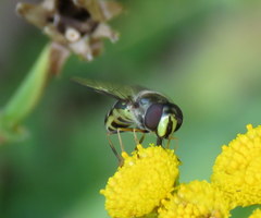 Dasysyrphus creper