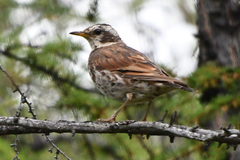 Turdus eunomus