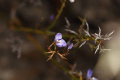 Comesperma