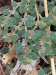 Euphorbia chamaesyce