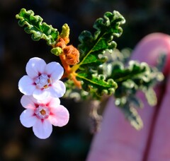 Androcalva pulchella