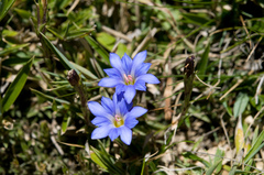 Gentiana arisanensis