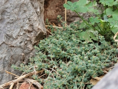 Euphorbia chamaesyce