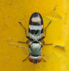 Ulidiidae