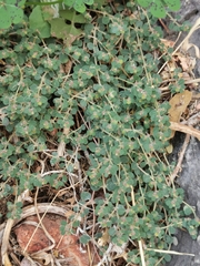 Euphorbia chamaesyce