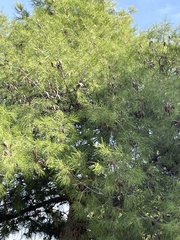 Pinus halepensis