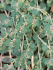 Euphorbia chamaesyce