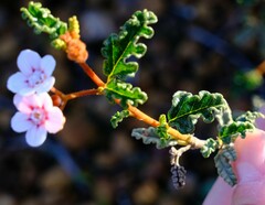 Androcalva pulchella