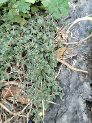 Euphorbia chamaesyce