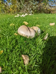 Agaricus arvensis