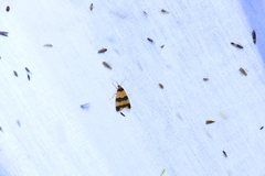 Thallarcha chrysochares