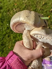 Agaricus arvensis