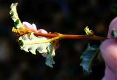 Androcalva pulchella