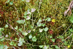 Ranunculus hyperboreus