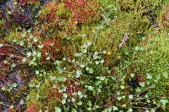 Ranunculus hyperboreus