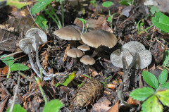 Myochromella boudieri