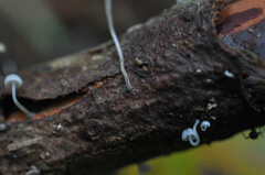 Mycena cyanorhiza