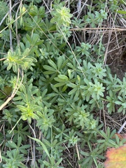 Galium