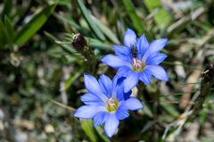 Gentiana arisanensis