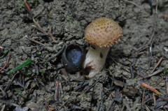 Galactinia saniosa