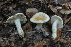 Russula fellea