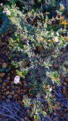 Androcalva pulchella