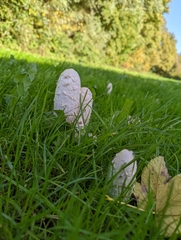Coprinus comatus