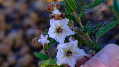 Image of Thomasia grandiflora by (c) Peter Crowcroft, some rights reserved (CC BY)