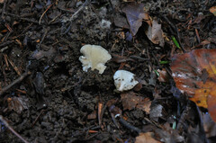 Clitopilus scyphoides