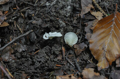 Clitopilus scyphoides