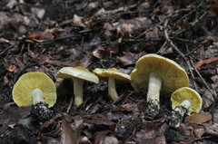 Tricholoma frondosae