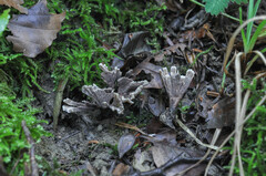 Thelephora anthocephala