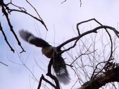 Melanerpes