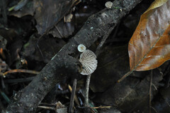 Panellus violaceofulvus