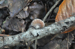 Panellus violaceofulvus