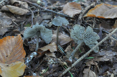 Tephrocybe rancida