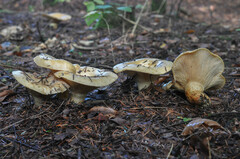 Lactarius intermedius