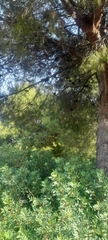Pinales