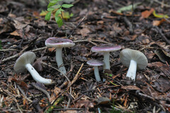 Russula cavipes