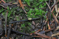 Lanzia luteovirescens