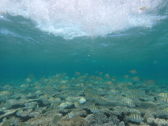 Acanthurus triostegus