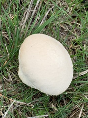 Lycoperdon pratense